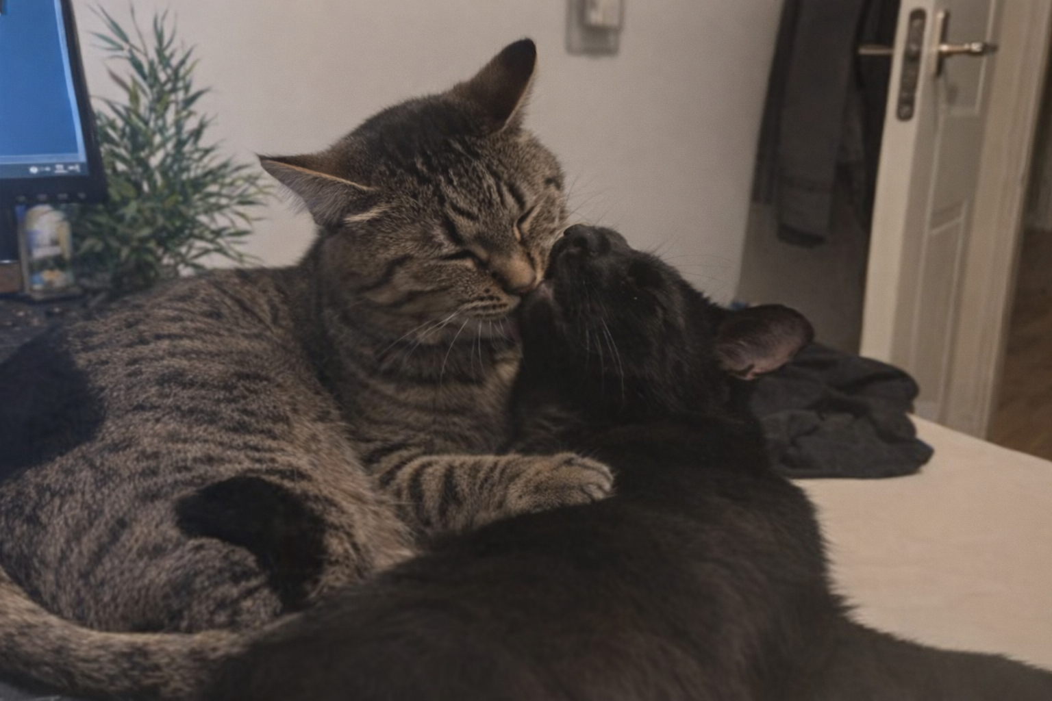 Perros Byron y Kuro jugando juntos después de sus vacunas en Alcorcón