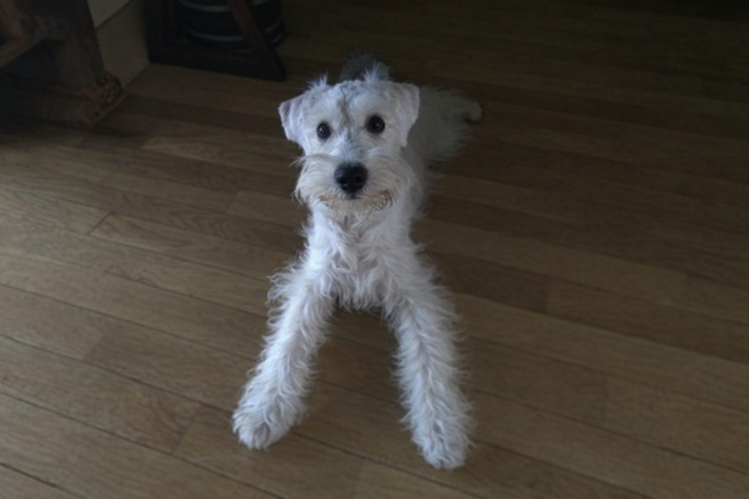 Schnauzer blanca relajada en casa tras su visita veterinaria